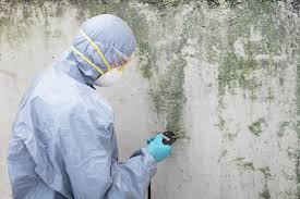 Biohazard Mold Removal in East Prairie, MO